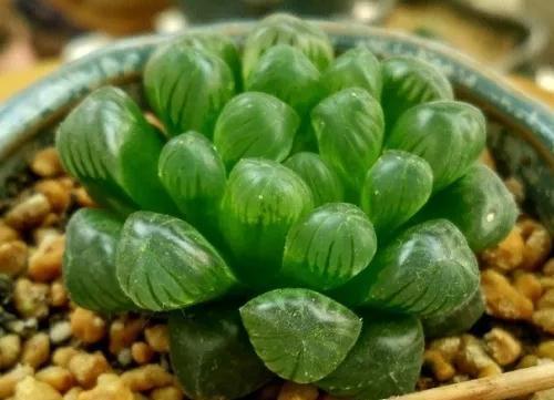 多肉什么时候该浇水