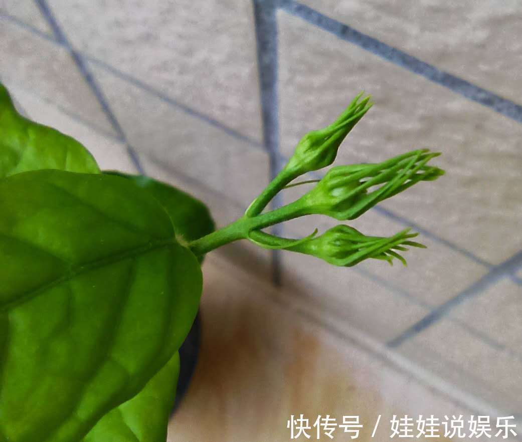 茉莉花总徒长,开花少,2个方法就能矮化,枝条壮,开花多