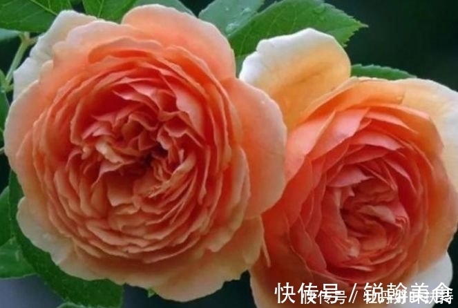 香味|家有院子，一定要养“3种花”，开花硕大香味浓！