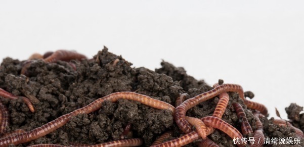 蔗糖|蚯蚓野钓效果如何4种处理蚯蚓的小技巧,比原有效果翻5倍