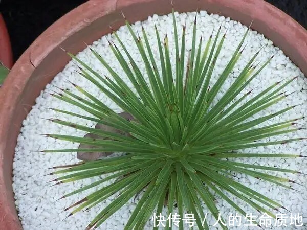 比国宝熊猫还要稀少,花开霸气十足,知道的人可不多!