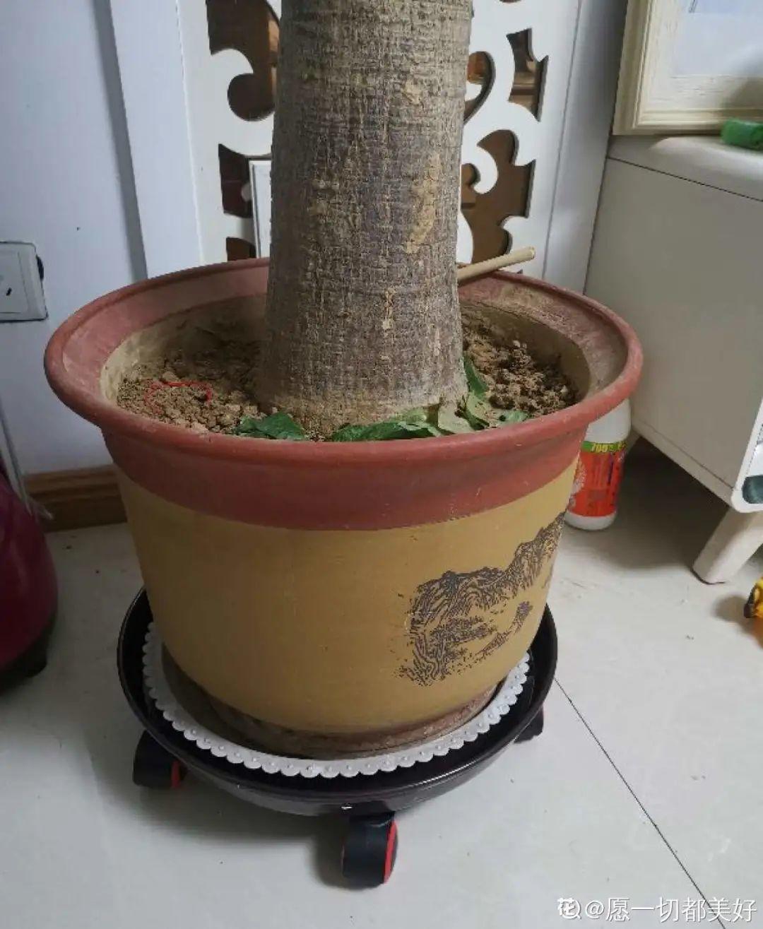 虐着养的花,剪成秃子,半月不浇水,呼呼开花