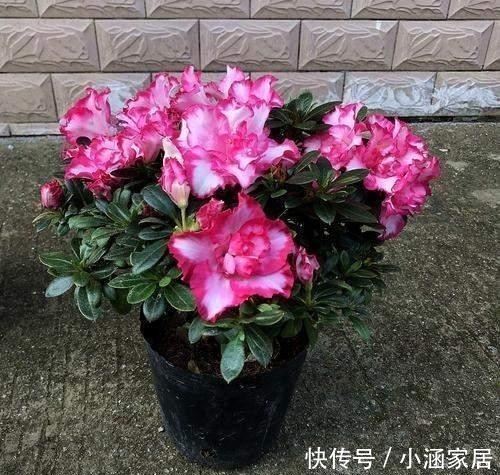 赏心悦目|这6种花四季开花,家里天天有花,赏心悦目