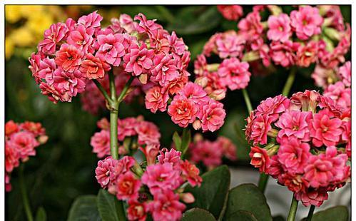 盆土|老花农分享的几个养花口诀,了解掌握,安全过冬,啥花都能活!