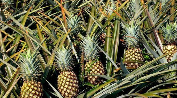 女性养生多吃此物,补气血、去湿气、养护卵巢,子宫越来越好