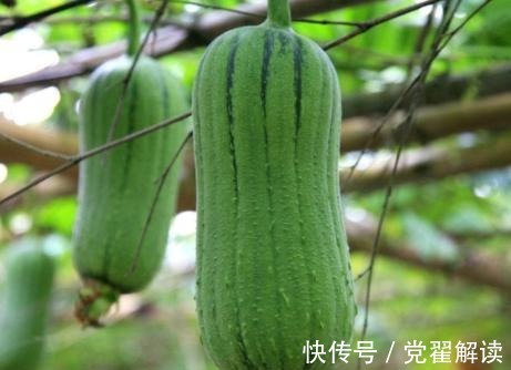 丝瓜|不想“肝炎”变“肝癌”4大肝病“克星”,把肝脏“洗干净”