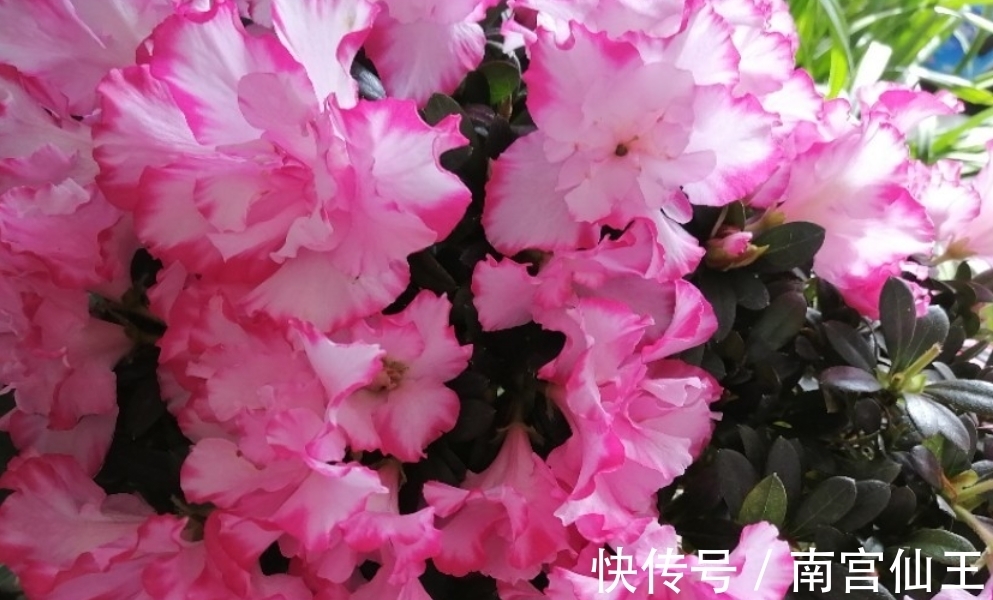 家庭养护花草必备三种肥,氮肥磷肥硫酸亚铁