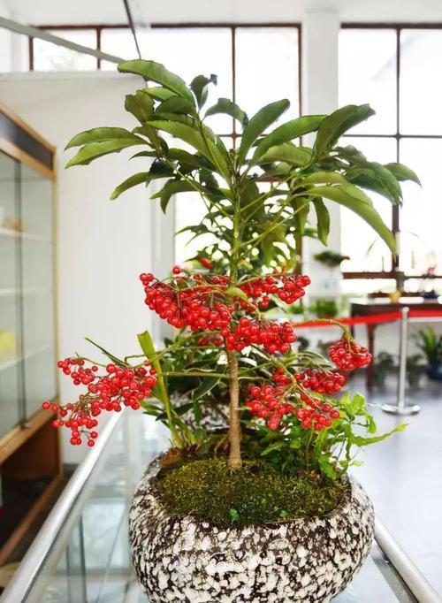 “年味十足”的11种花,颜值高寓意好,想买要趁早,晚了会涨价