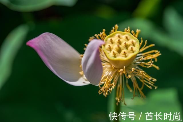 重阳@诗词残荷最怕遇寒霜。岁晚重阳思旧、几彷徨