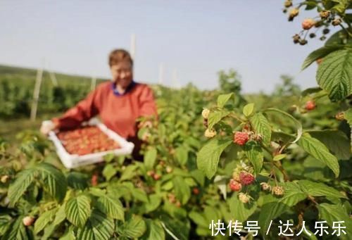 野果|亩产3千斤，市场20元一斤，可连续采收20年，却陷入种植陷阱