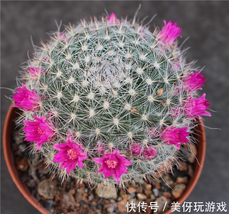 叶片|9种养不死的花,绿萝只能排最后,再养不活就剁手吧