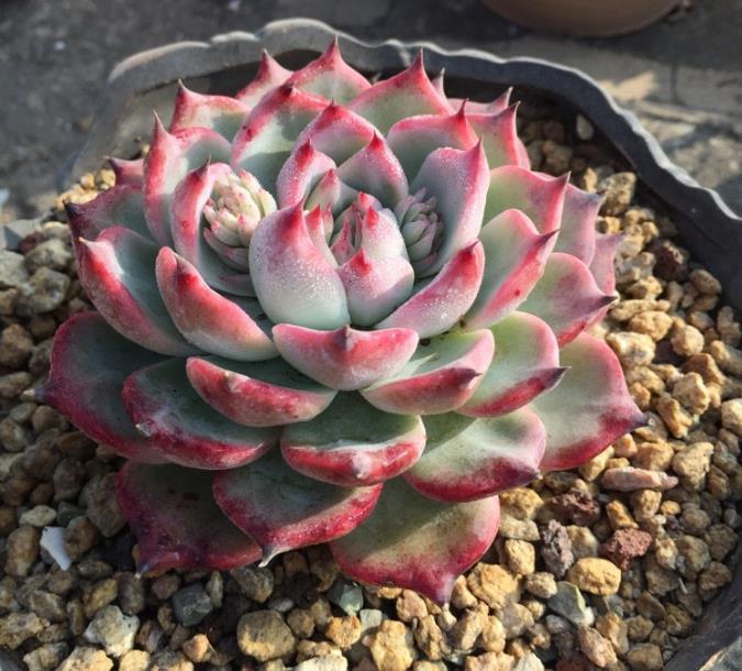 多肉植物给水有技巧,别再乱浇水了,花农教你一招让多肉肥厚