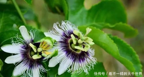 “3种吉祥树”种院里，开花香喷喷，果子“营养高”，好吃又大补