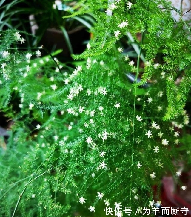 阿司匹林|花卉扦插繁殖，用这4种生根水，7天生根，一个月长成小盆栽