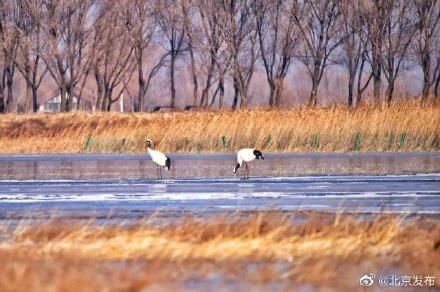 延庆|丹顶鹤首次飞临北京延庆野鸭湖