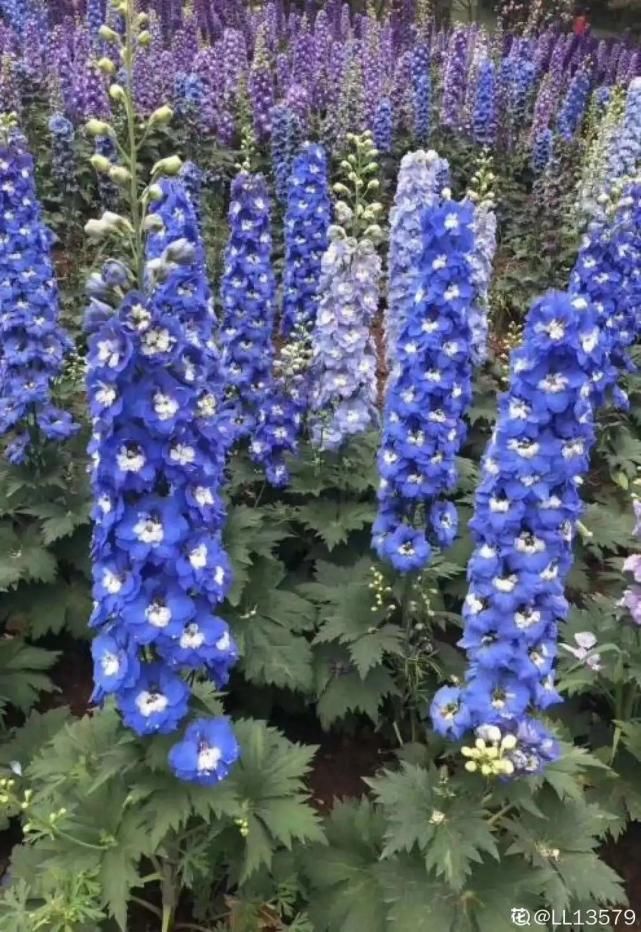 飞燕草一年开几次花