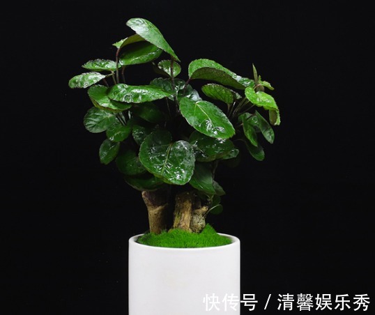 盆栽|4种镇宅又养人的花,添福添运添富贵,多子多福财源滚滚来