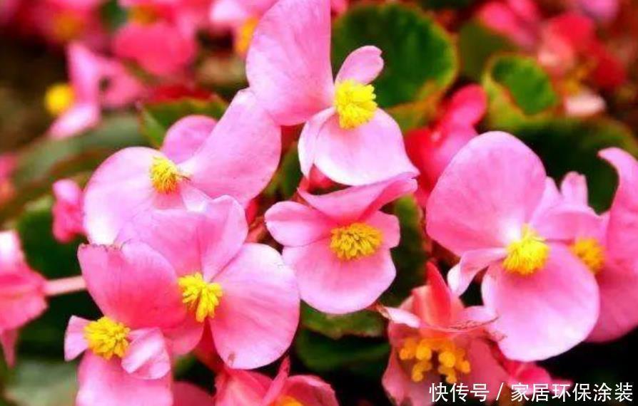 财运|最有仙气的4种花,福旺运旺财更旺,财运爆发,事业风生水起