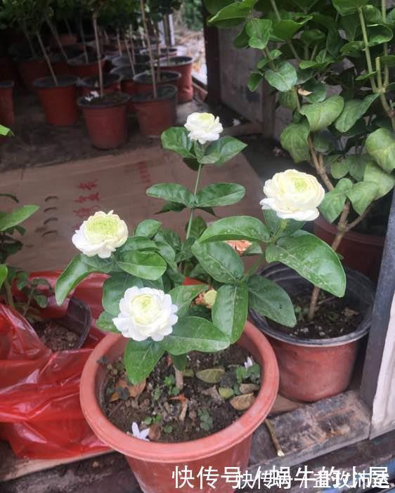 虎头茉莉|很值得入手的盆栽花,一年三季开花,漂亮又好养,一卉能熏一室香