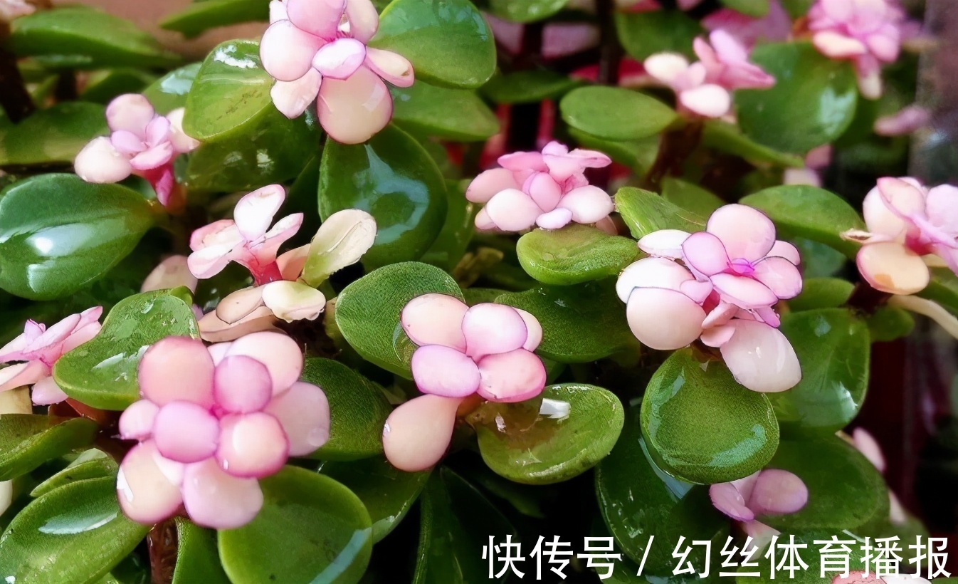 养花|无论你多喜欢养花,都不要碰“3种花”,这都是养花高手被坑过的