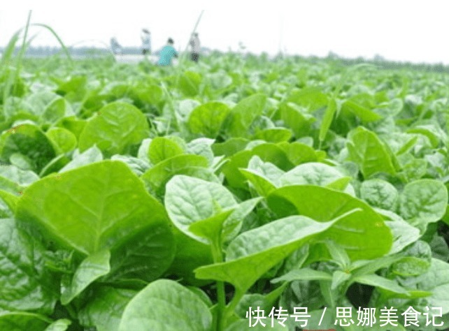 播种|木耳菜营养丰富,做菜清香爽滑可口,那怎样种出优良的木耳菜呢?