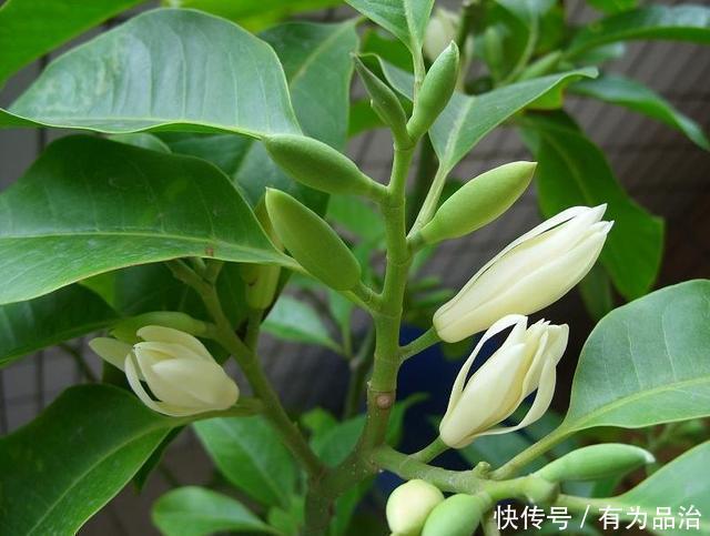 桂花|绿萝赶紧扔了吧!此花沾土就活,一年开花200天,比桂花还要香
