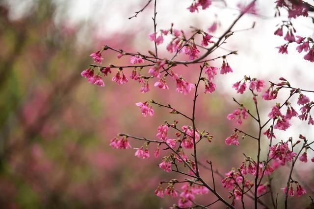 图集｜是春天了！一起听花开的声音