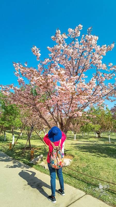 春天的花事——四月芳菲