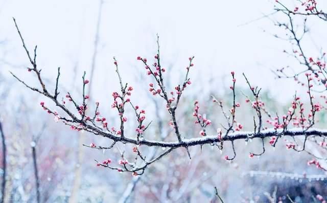 雪灾|Cora单词48暴风雪：喜欢雪天，但不喜欢雪灾