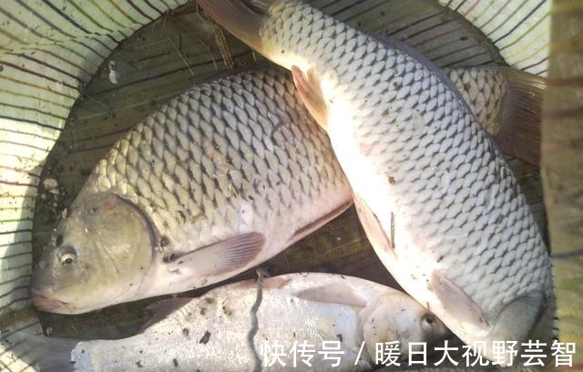 毛毛雨|夏季遇到这三种天气,就可以拿起鱼竿出发,连竿中鱼不是事儿