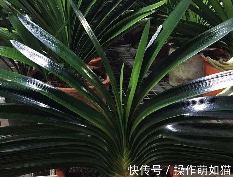 君子兰僵苗,萎靡不振,教你5招小技巧,快速恢复生长,实用