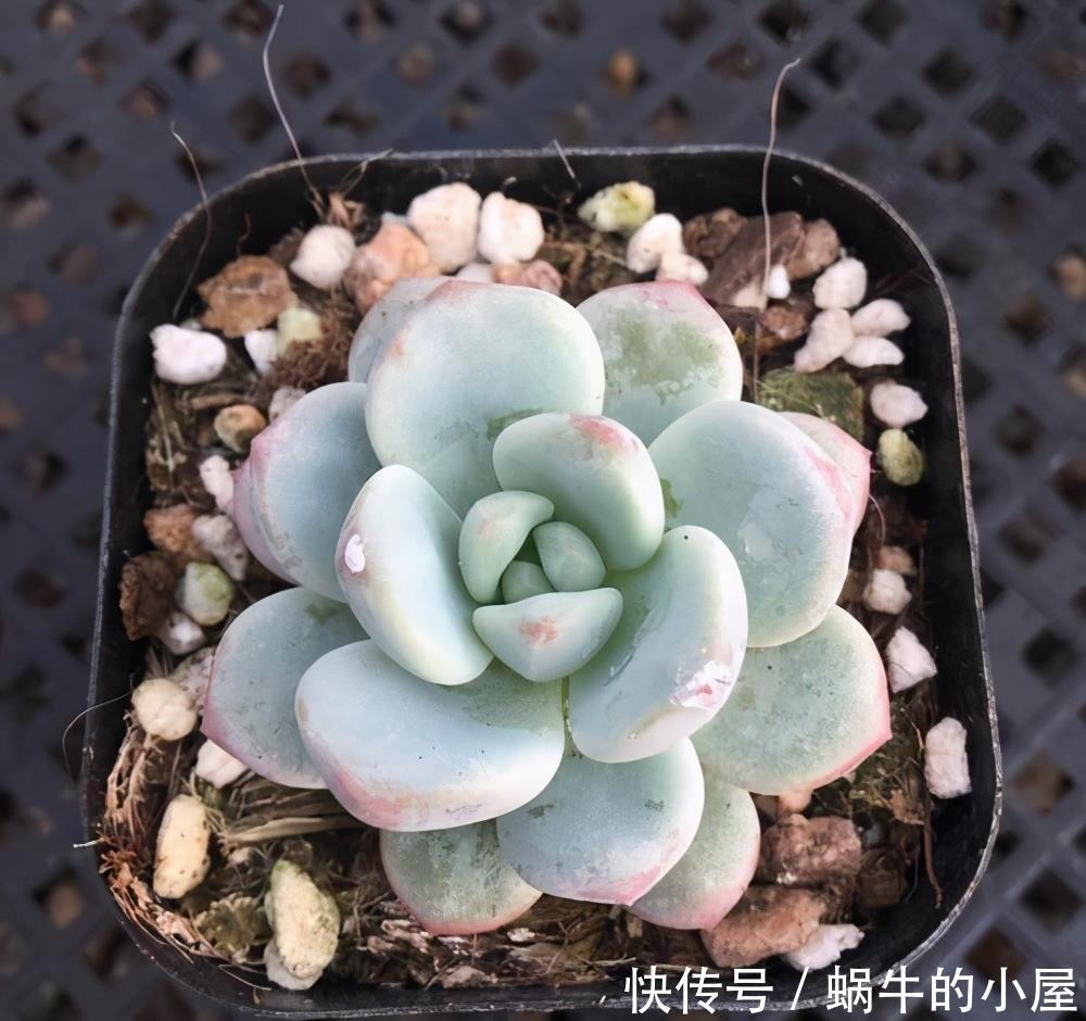 多肉植物土里有白虫子 多肉植物土里有白虫子