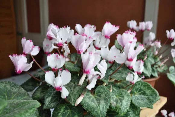 花友|4种花身材不大,花量却怪“吓人”,深秋花开一大片,美翻了