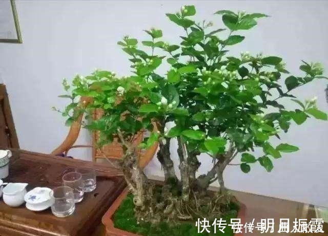 盆栽|此4种花卉,小苗的时候“不值钱”,多养今年“太值钱”,高价格!