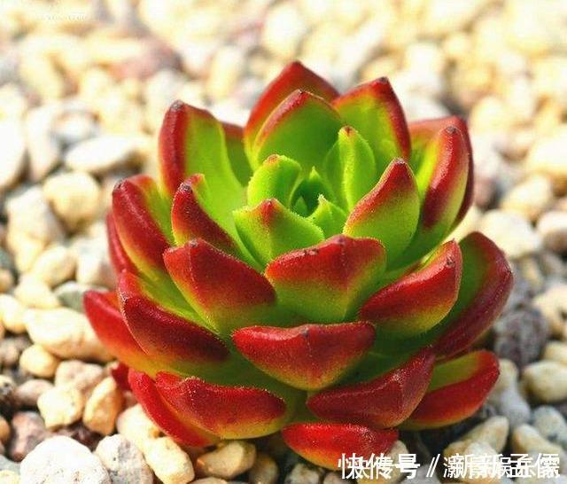 养护|多肉“蒂亚”还在充白菜3个小技巧，浑身红彤彤，颜色最耀眼