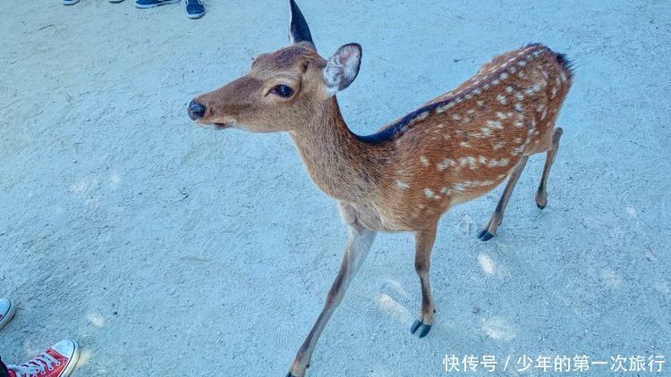 在宫岛的蔚蓝海边，品尝当地特色美食，与好动可爱的小鹿们相遇