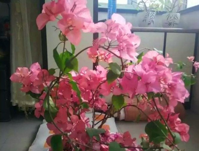 老花农悄悄地告诉你这种花很漂亮，还特别好养，赶紧抱回家吧