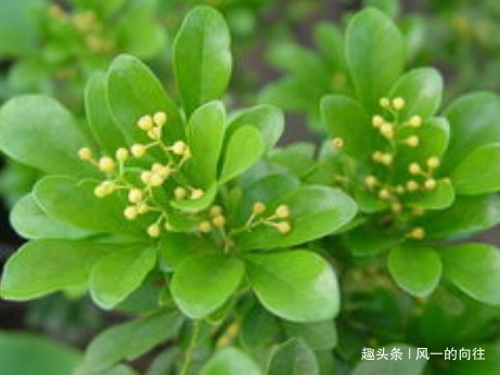 家养米兰花总是长不好学会这三个小技巧,轻松蹭蹭长不停