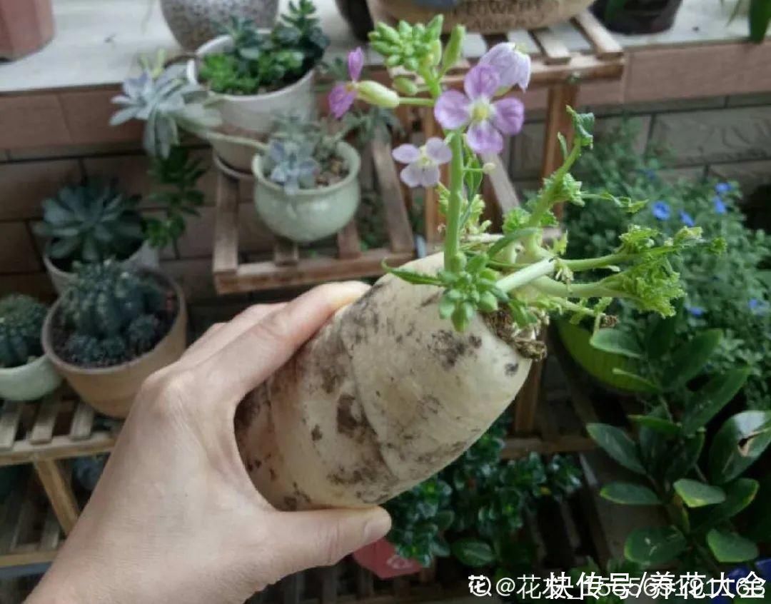 人参萝卜开花了,我种的花,都是这么奇奇怪怪