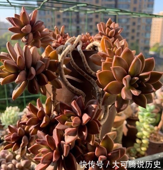 养在室内的姬胧月越来越丑,果断换盆移到室外散养,半年成功逆袭!