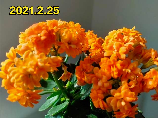 长寿花的“1朵花”绽放开60天，了解它的生长环境，你也能做到