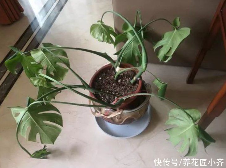 土壤|夏天的盆栽容易打蔫,发现不要着急浇水,否则会严重伤根