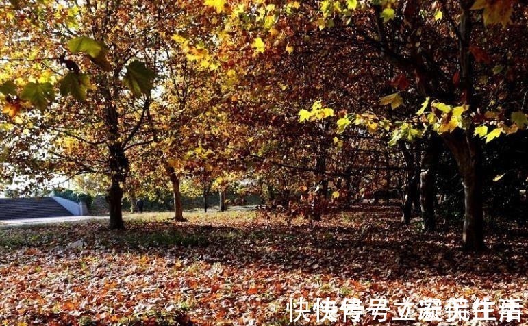 海棠依旧#宋人笔下的风如何?这2首宋词告诉你,忍不住不看的美!