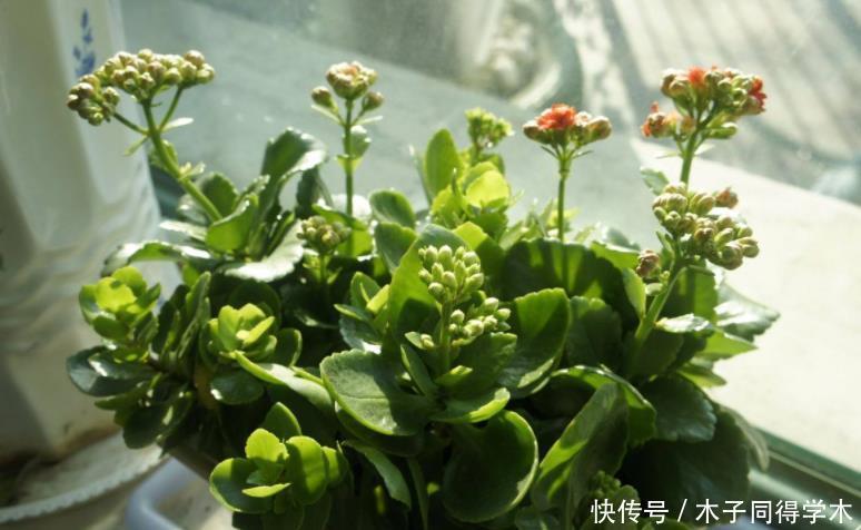 长寿花套“黑袋”促花?想法挺好但是要会操作,否则很难开花!