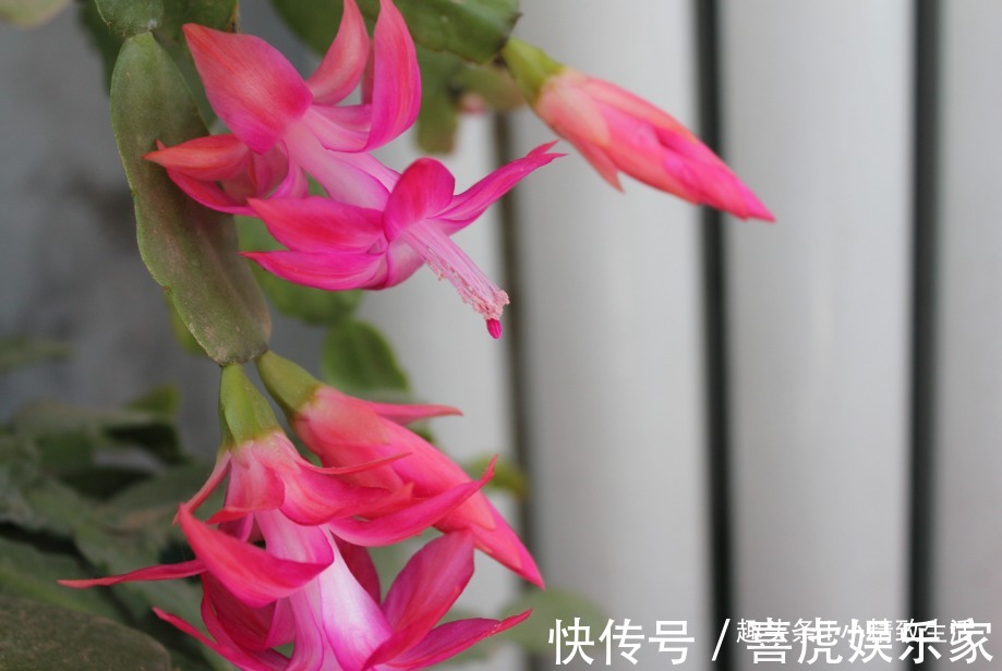 9月做件事,唤醒蟹爪兰,10月2方法,开花爆满盆