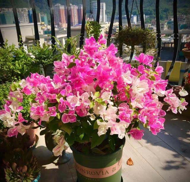 忌讳|用磷酸二氢钾促花,有“3忌”要避免,已被“证实”用错难开花