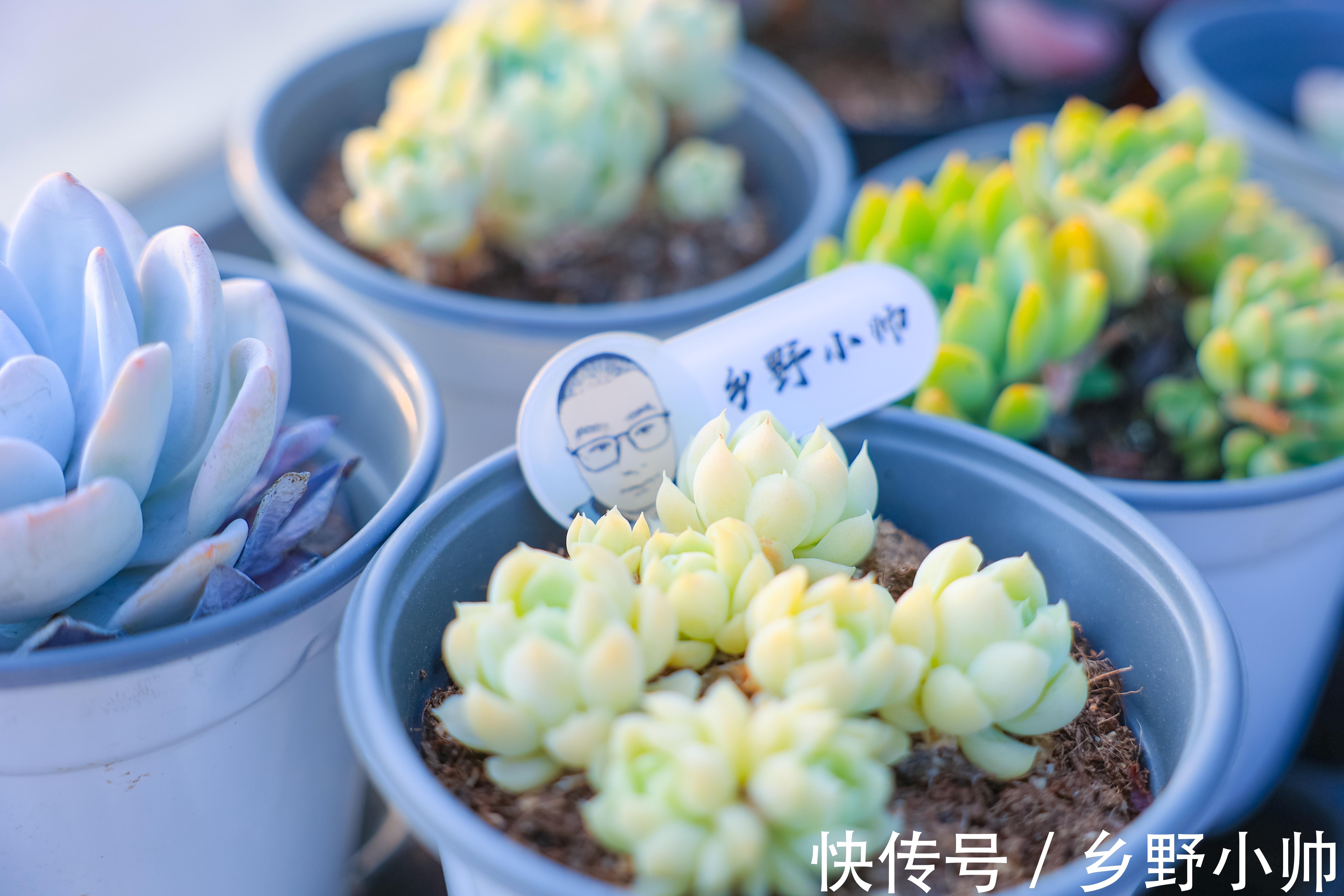 黛比多肉|黛比、丘比特,两种长得类似双胞胎的两种多肉,这样养护更漂亮