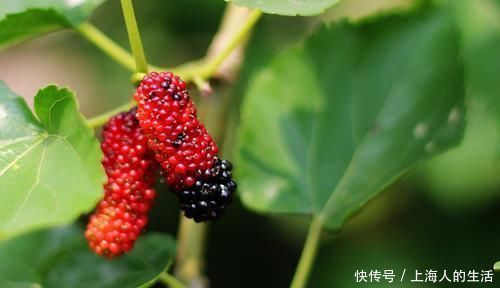 柔肝|百病从“肝”治！名老中医治肝十二法！满满干货！一定不能错过！