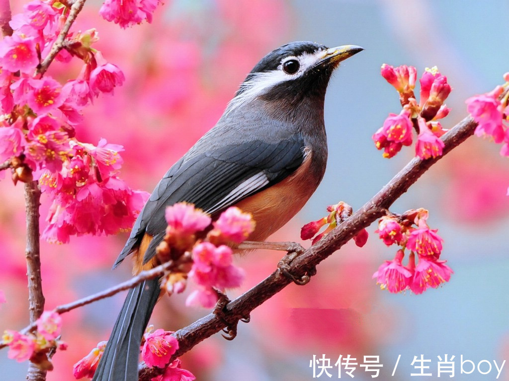 生肖|能够接受自己“人到中年，一事无成”的生肖，人生乐观且积极