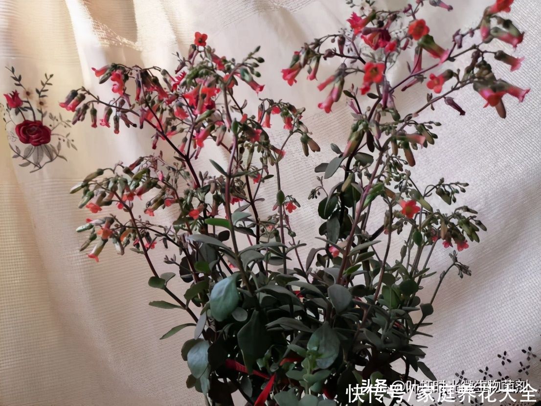 长寿花在春季可别忘记做一件事